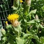 Centaurea macrocephala Blad