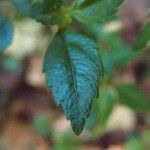 Pilea urticifolia Hostoa