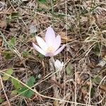 Colchicum alpinumBlomst