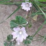 Malva neglecta 花