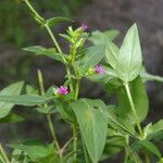 Cuphea carthagenensis Flower