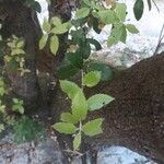 Quercus ilex পাতা