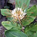 Hedychium ellipticumപുഷ്പം