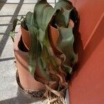 Welwitschia mirabilis Liść