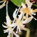 Smilax aspera Blüte