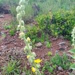 Verbascum sinaiticum Sonstige