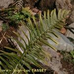 Polystichum falcinellum Leaf
