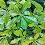 Pittosporum heterophyllum Blatt