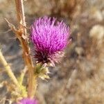 Carduus nutans Blomma