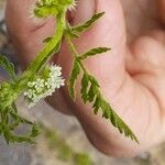 Torilis nodosa Fruit