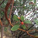 Arbutus xalapensis عادت