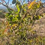 Sclerocarya birrea Leaf