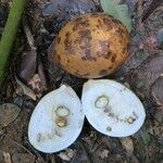 Picralima nitida Fruto