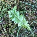 Asplenium platyneuron Hoja