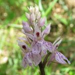 Dactylorhiza fuchsii Fula