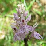 Dactylorhiza fuchsii 花