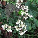 Begonia urophylla Alkat (teljes növény)