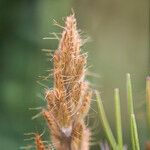 Bromus squarrosus 果實