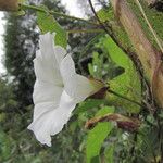 Calystegia sepium ᱵᱟᱦᱟ