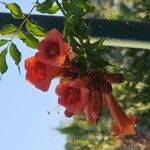 Campsis radicansLorea