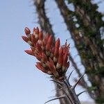 Fouquieria splendens Flower