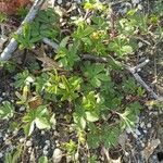 Potentilla canadensis Hoja