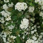 Spiraea × vanhouttei Õis