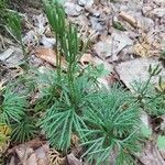 Lycopodium complanatum Folha