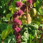 Amaranthus caudatusFlor