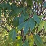 Prunus serrula Hoja