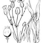 Vaccaria hispanica その他の提案