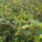 Ribes alpinumFlor