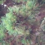 Pinus monticola Hoja