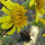 Limbarda crithmoides Květ