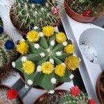 Ferocactus emoryi Flor