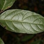 Ampelocera edentula Leaf