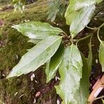 Aucuba japonica Leaf