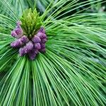 Pinus elliottii Kukka