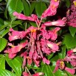 Aesculus pavia Květ