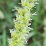 Cenchrus biflorus Цвят