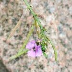 Erysimum linifolium Frucht