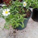 Mauranthemum paludosum Flors