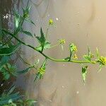 Rorippa amphibia Virág