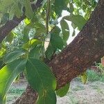 Syzygium samarangense Leaf