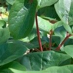 Paeonia corsica