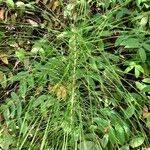 Equisetum sylvaticum Лист