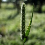 Phleum pratense Egyéb