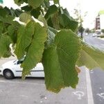 Tilia dasystyla List