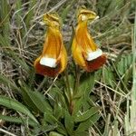 Calceolaria uniflora Habitus