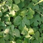 Ipomoea hederacea Blad